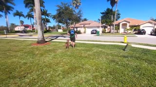 Pitbull OFF-LEASH Trained in just a few weeks!