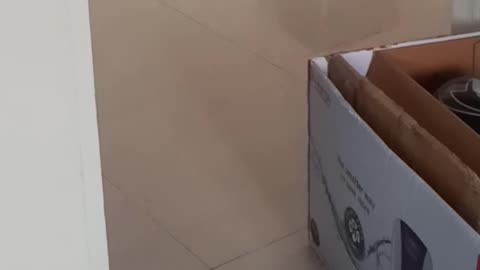 Cute Dog Getting His Toy Back