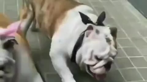the funny dog that make you laugh