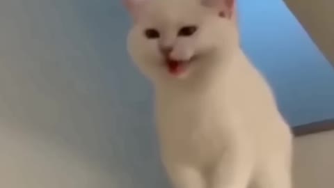 Funniest video cats