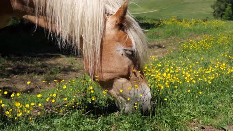 beautiful horse eating grass in home land