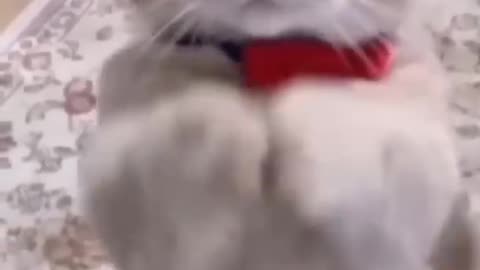 Funny cat singing