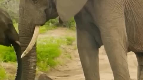 "Tender Trunks: A Mother and Baby Elephant Affair"