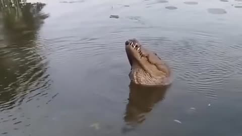 Is this a alligator or a dinosaur 🤔😳🤯