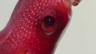 Histioteuthis heteropsis - The strawberry squid