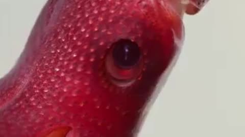 Histioteuthis heteropsis - The strawberry squid