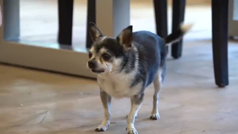 Training Chihuahua to sit