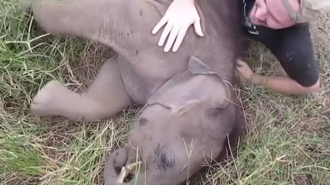 This Baby Elephant Loves Cuddling With Her Caretaker- Animal loyalty