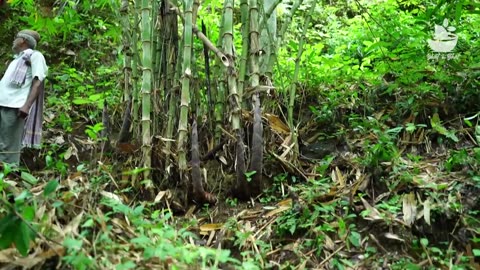 Tender bamboo curry recipe | How to use bamboo shoots _ Kanile recipe