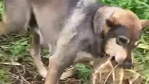 What a surprise! The dog opened the durian by himself and ate the durian