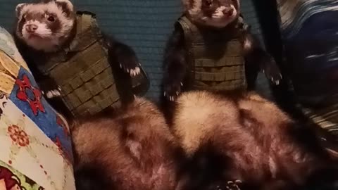 Tactical ferrets ready to deploy!!!