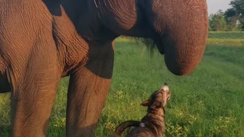 cute dog and elephant video