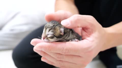 I am worried about the growth of kittens born to premature babies