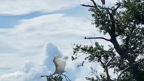 A bowl of spoonbillsAnd a great white egret