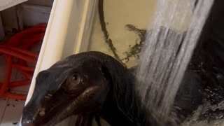 Monitor Lizard Enjoys Spa Day