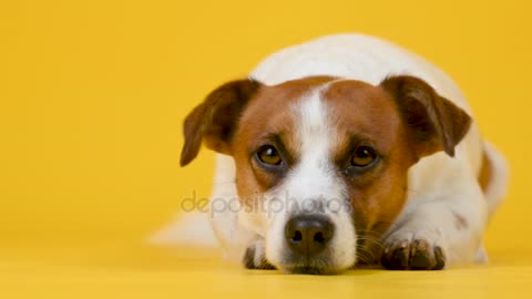 portrait Cute Dog Breed Jack Russell