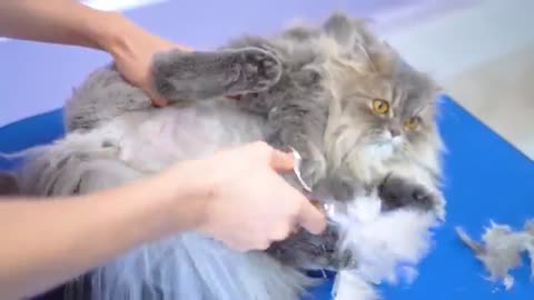 The Cat groomer relieves stress while working!😻🛁✂️❤️