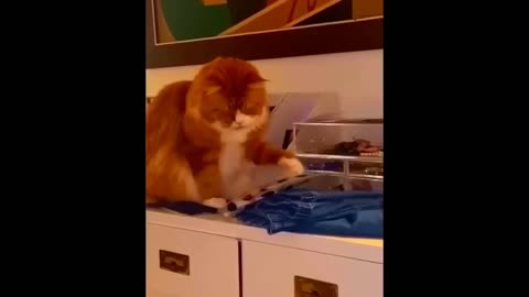 New Funny Animals Video 2023 _ Funniest Cats and Dogs Videos _ New Funny Video Of Cat And Dogs #296