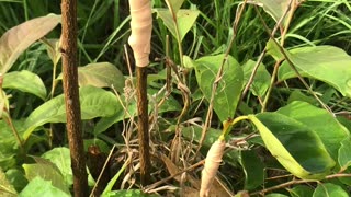 Persimmon Graft