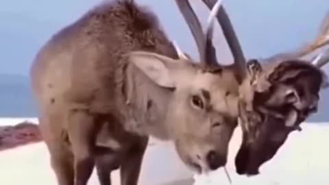 Nature's Twist of Fate: Unbelievable Encounter with Deer Locked in Cruel Horn Duel