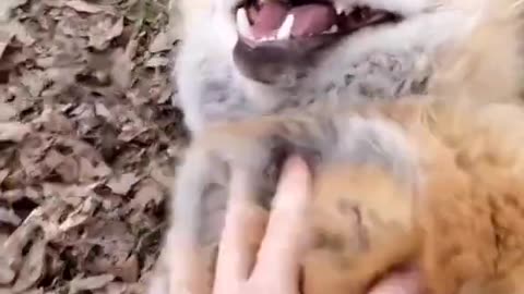 Laughing Foxes