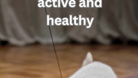 Cat Fitness