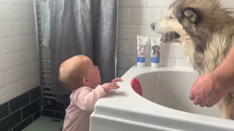 Giant Sulking Dog Hates Bath Time But Baby Helps Him (Cutest Duo EVER!!)-18