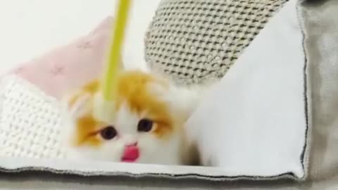 Funny Cat