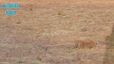 Leopard hunt baboon in the broad daylight