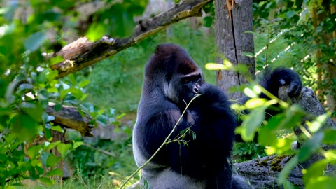 Gorilla eating