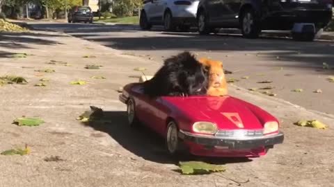 Guinea pigs go for ride in RC convertible