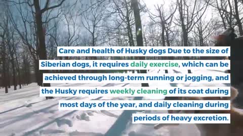 Information about Husky dogs