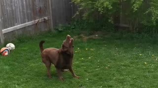 Dog loves water balloons