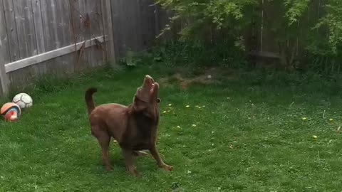 Dog loves water balloons