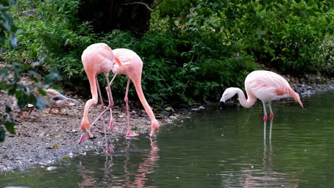 Animal flamingo