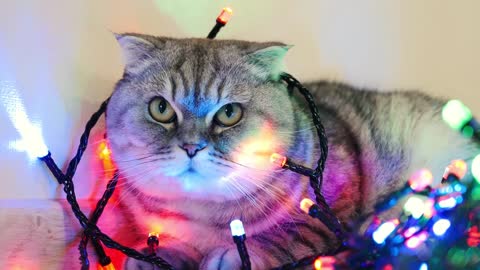 cat in garland ,sad cat ,cat wait Christmas