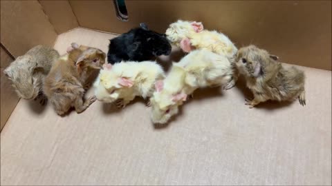 Guinea Pig Babies