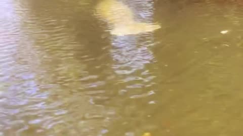 Manatee Swimming In Our Canal