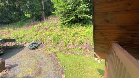 Deer 🦌 NW NC at The Treehouse 🌳 Lady’s fawns hide while she eats a snack on the porch