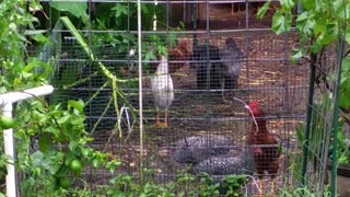 Roosters Crowing