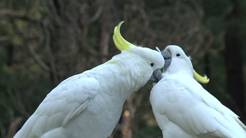 cute white birds doing love each other