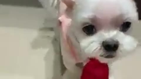 Cutest dog ever