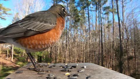 American Robin - Springtime - Watch Before your Next Bird Outing!