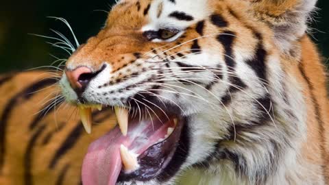 Roar of the Royal Bengal Tiger Roar of Tiger Tiger's Call Call of Tiger's Tiger's tone