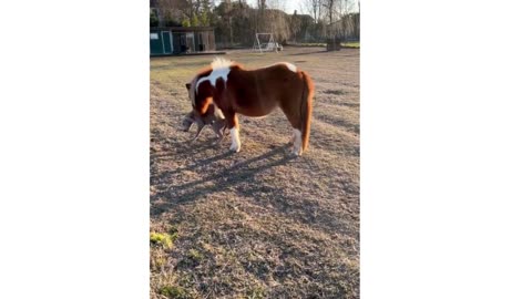 dog and horse get along pretty well