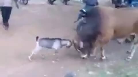 This goat is so brave that he push down a big cow