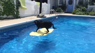 Dog Jumps Onto Surfboard In Pool To Fetch Ball