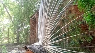 Peacock dance