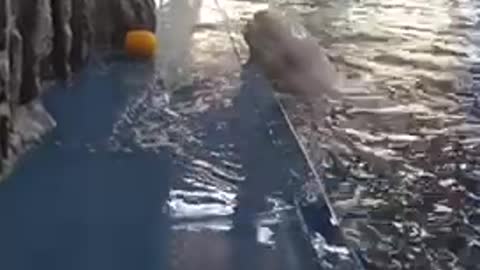 How this beluga whale cleverly retrieves his ball