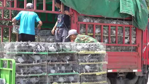 Millions of Pigeons Farming For Meat in China 🕊️ - Pigeon Meat Processing in Factory